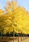 FRAXINUS EXCELSIOR AUREA